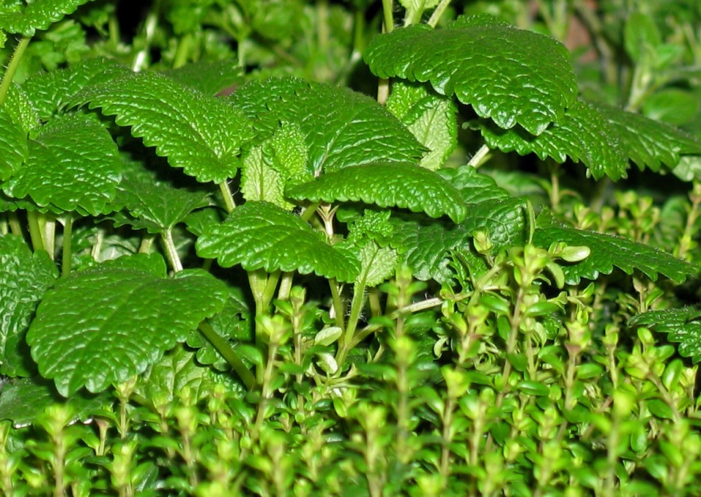 Marrubium vulgare