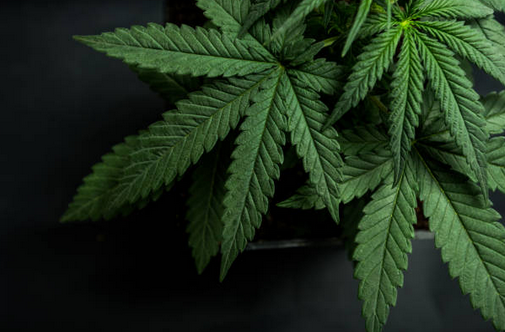 marijuana