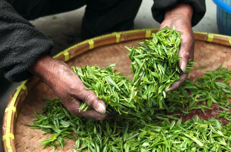 Best Herbs to Help You Lose Weight